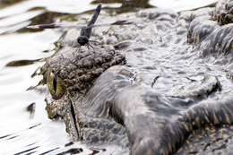 eye of Chobe river 