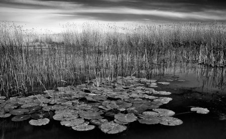 Reed lake 