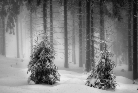 Winter forest 
