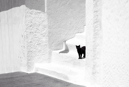 Black & White 