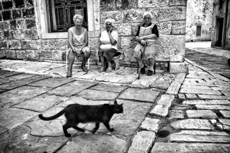 nero gatto (the black cat) 