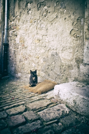 the Old Town Kitten 