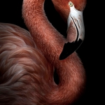 flamingo