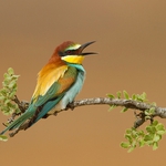 Merops apiaster