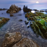 Earthly Acanth with Lunar Light