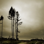 Unharvested
