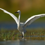 Garça Branca Pequena (Egretta garzetta)