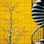 Tree and Stair 
