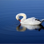 Swan meditation