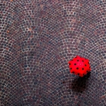 urban ladybug