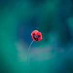 Out of the Blue