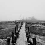 fog