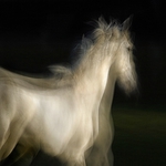 LIPIZZANER