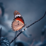 a Butterfly