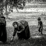 Picking apples