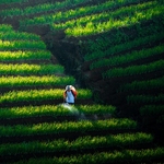 The Onion Farmer on the Field