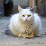 Autumnal Cat