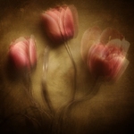 The Tulips