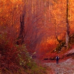 Red forest
