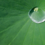 Rain drops on the lotus