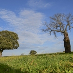 Montado de azinho
