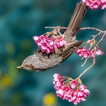 bird