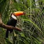 Tucanaçu