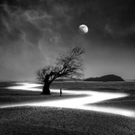 The Girl, the Tree and the River