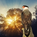 Caracara Plancus