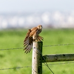 PENEIREIRO, Falco tinnunculus