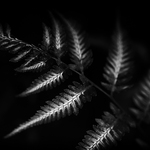 Athyrium niponicum