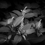 Phytolacca americana