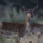 Gamo