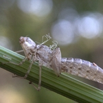 Metamorphosis