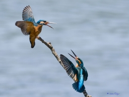 Guarda Rios (Alcedo atthis) 