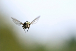 Fly in flight 