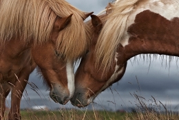 Friendly nearness 