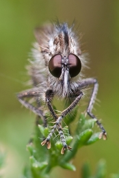 Mosca predadora 