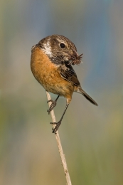 Saxicola torquata Femalale 