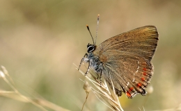 Borboleta 