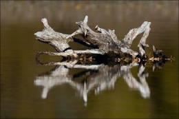 Reflexos no Lago 