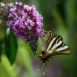 Borboleta Zebra 