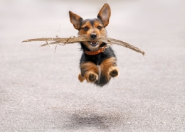 Flying Dog 