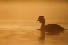 Mergulhão-de-Crista (Podiceps Cristatus) 