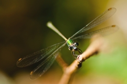 Lestes viridis 