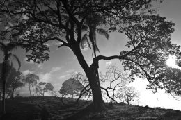 Caminhos da Serra 