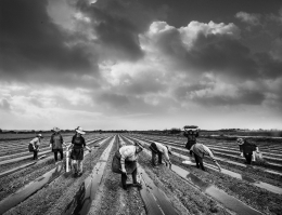 PLANTING MELON 