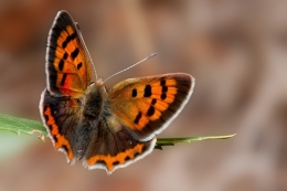 lycaena phlaeas 