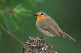 Pisco-de-peito-ruivo (Erithacus rubecula) 