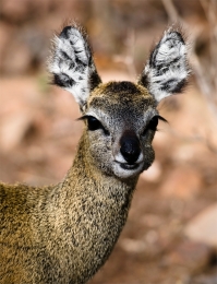 Friendly Klipspringer 